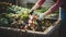 stockphoto, Person composting food waste in backyard compost bin garden. Person putting green waste into a compost bin.