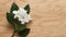 StockPhoto White jasmine flower stands out against a clean wooden backdrop