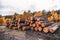 A stockpile of logs in the woods