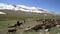 Stockrider shepherd with his livestock animals in Kyrgyzstan mountains