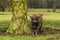 A stocky  brown  Highland cow stares in a field near Market Harborough  UK