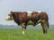 Stocky bull is standing while sleeping in a meadow, seen from the side, full in the picture in a pasture