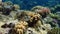 Stocky hawkfish or whitespotted hawkfish or large hawkfish, Cirrhitus pinnulatus, undersea