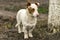 Stocky short-legged brave dog guarding its territory