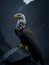 A stoic eagle perches on a rocky outcrop