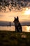 Stoic looking tricolored Pembroke Welsh corgi on a beach at sunrise