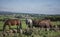 Stoke-on-Trent, Staffordshire; British countryside - horses.