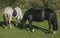 Stoke-on-Trent, Staffordshire; British countryside - horses.