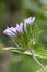 Stokes aster Stokesia laevis, budding flower