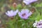 Stokes aster Stokesia laevis Purple Parasols, flower with honey bee