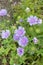 Stokes aster Stokesia laevis Purple Parasols, flowering plants