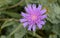 Stokesia laevis