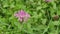Stokesia laevis flower