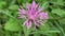 Stokesia laevis flower