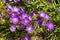 Stokesia Laevis `Purple Parasols`