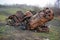 Stolen Burnt Out Cars on the edge of a RSPB Wetlands Nature Reserve