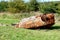 Stolen burnt rusty car abandoned on a meadow in a countryside polluting the environment