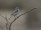 Stoliczka`s bushchat Saxicola macrorhynchus perched on branch.