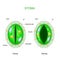 Stoma open and closed. Structure of stomatal complex