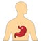 Stomach 3D colored vector image on human body for education of anatomy and digestive system or gastric disease.