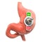 Stomach Disorders concept. Human stomach with toggle switch. 3D rendering