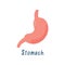 Stomach, Healthy Internal Organ, Human Anatomy Vector Illustration