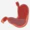 Stomach Image vector