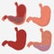 Stomach Image vector