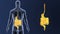 Stomach and Intestine zoom with Anatomy