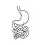 Stomach and intestines doodle, hand drawn vector illustration of human stomach internal organs