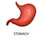 The stomach is a muscular organ located on the left side of the upper abdomen. The stomach receives food from the esophagus