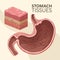 stomach tissues realistic organ