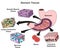 Stomach tissues types infographic diagram