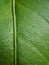 Stomata and veins on a lemon-tree leaf