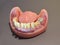 Stomatology teeth models dental education model with denture