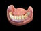 Stomatology teeth models dental education model with denture