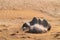 Stone of amazing shape in the desert sands