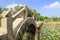 Stone arch bridge on lotus lake, adobe rgb