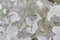 Stone background with textured surface and Lichen Moss. Pattern mineral with rough structure and lichen. mountain backdrop.