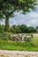 Stone bench at the foot of a tree in Finistere in France