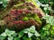 Stone block with moss and lichen surrounded by nettle leaves