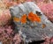 Stone block with red lichen