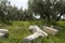 Stone blocks with inscriptions and statues amid the wild flowers