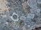 Stone boulder. Lichens on stones. Calcites. Beautiful stone flowers.