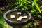 Stone bowl with water and flowers