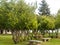 Stone branches on a park