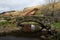 Stone bridge in the English Lake District