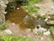 stone bridge over the pond Pavlovsk park summer day