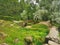 stone bridge over the pond Pavlovsk park summer day