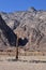 Stone buildings and artificially grown date palms in the village of local residents of the Arabian desert, Egypt.